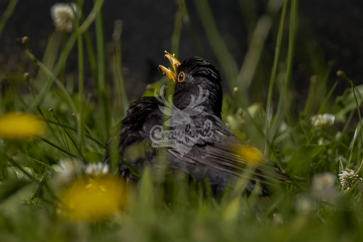 Blackbird