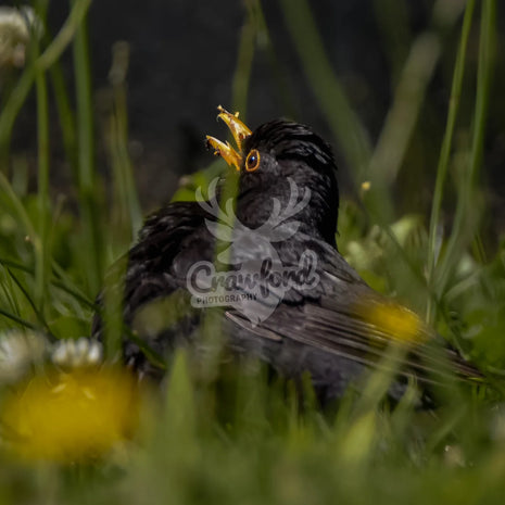Blackbird