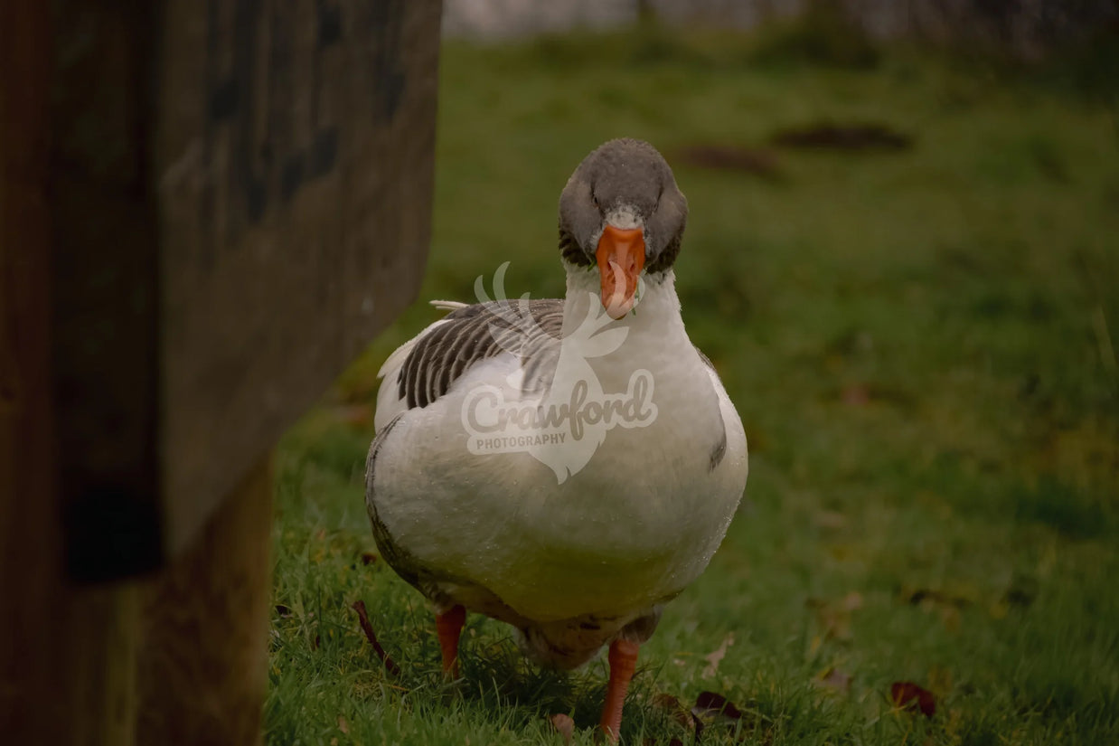Greylag goose