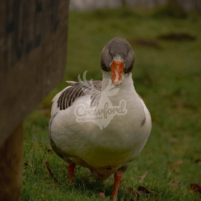 Greylag goose