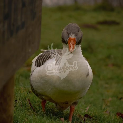 Greylag goose