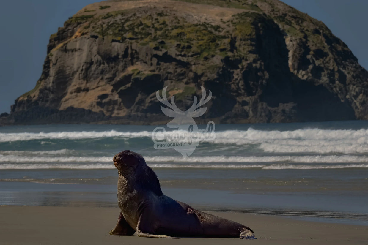 Sea lion