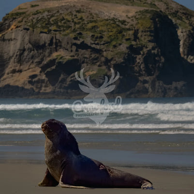 Sea lion