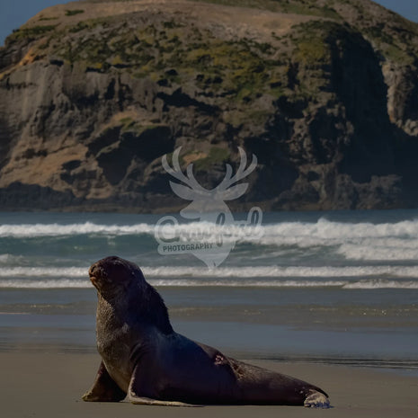 Sea lion