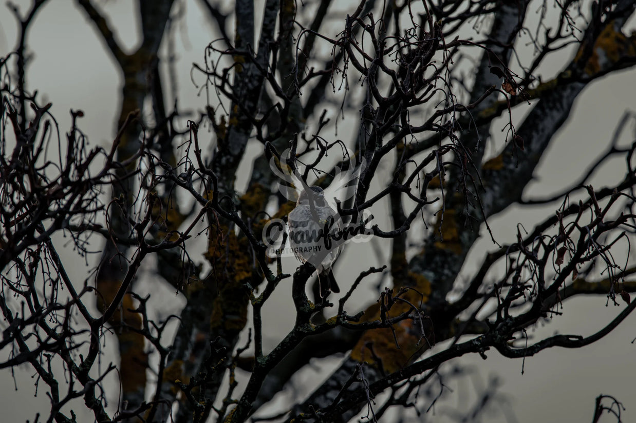 Sparrow