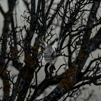 Sparrow