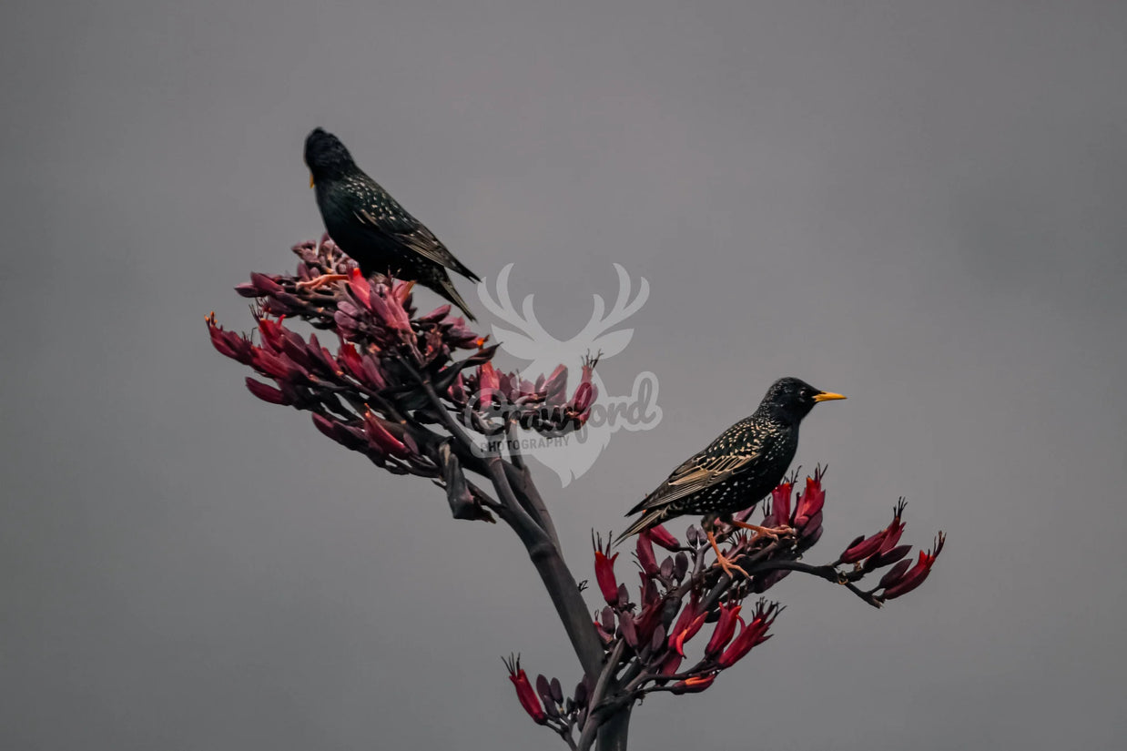 Starlings