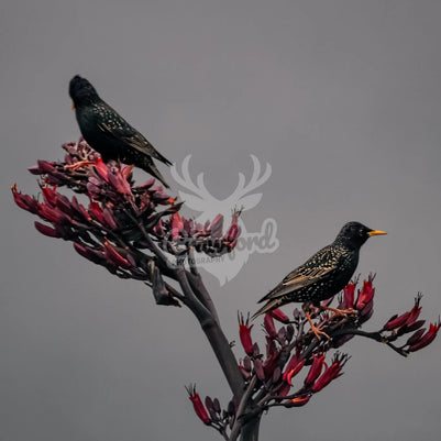 Starlings