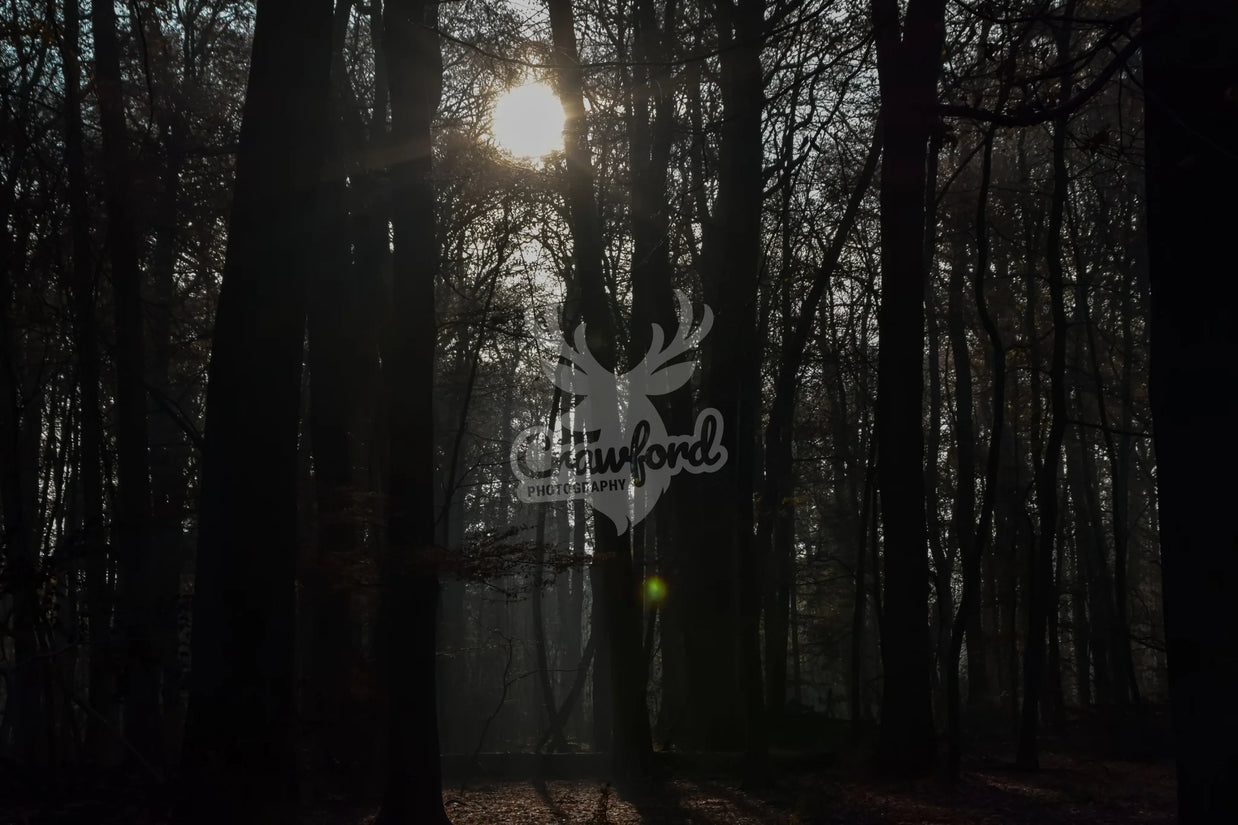 Sunray through forest