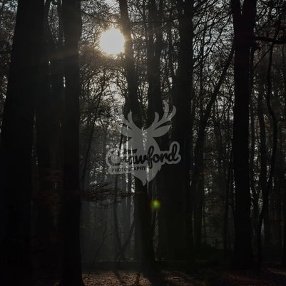 Sunray through forest
