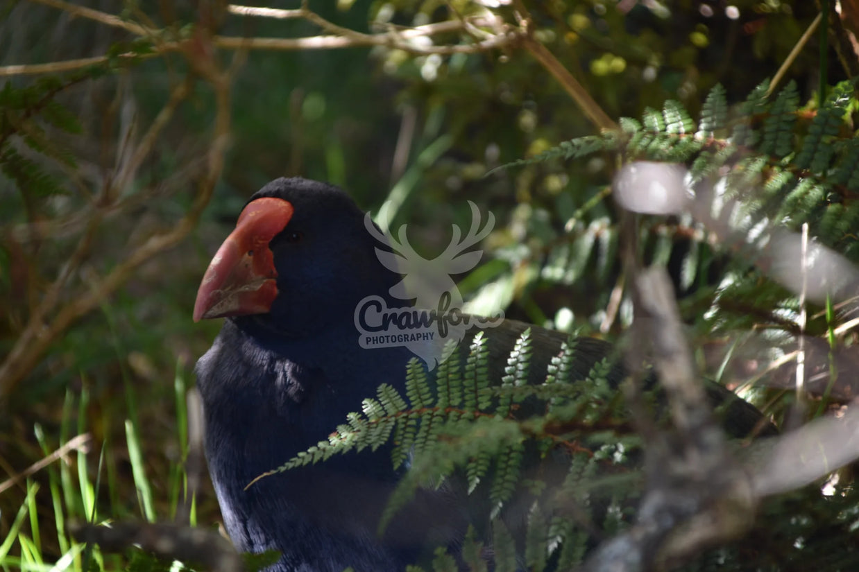 Takahē