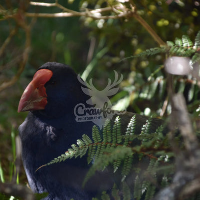Takahē