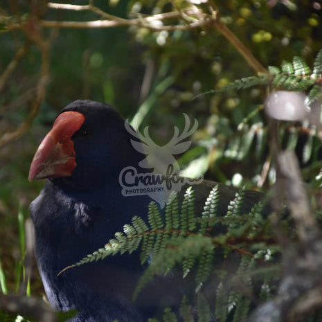 Takahē